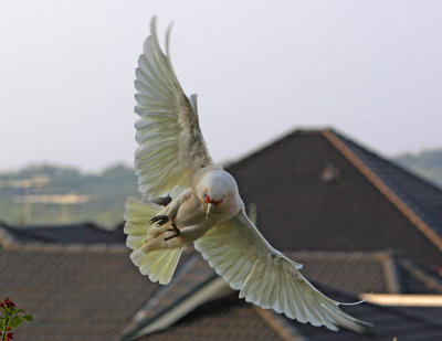 Long-billed Corella