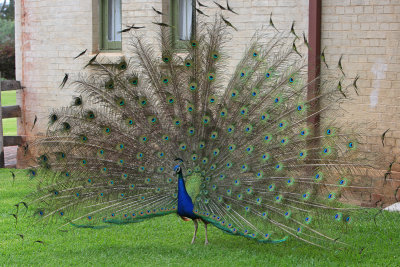 Indian Peacock
