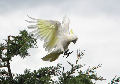 Sulphur Crested Cockatoo