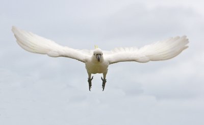 Sulphur Crested Cockatoo