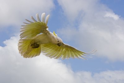 Sulphur Crested Cockatoo