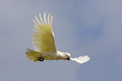 Sulphur Crested Cockatoo