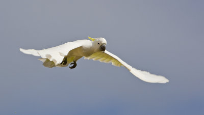 Sulphur Crested Cockatoo