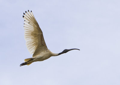 Australian White Ibis