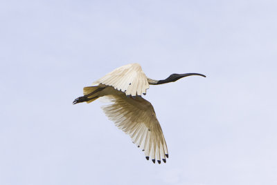 Australian White Ibis