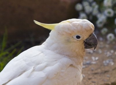 Sulphur Crested Cockatoo - Cacatua fitzroyi