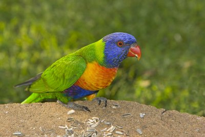 Rainbow Lorikeet