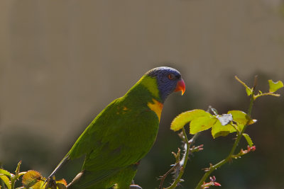 Rainbow Lorikeet