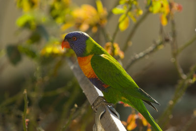 Rainbow Lorikeet