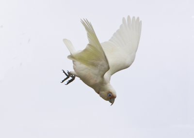 Long-billed Corella