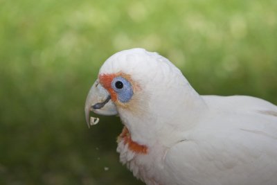 Long-billed Corella