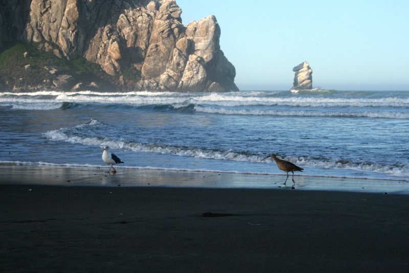 Western Gull/Long-billed Curlew