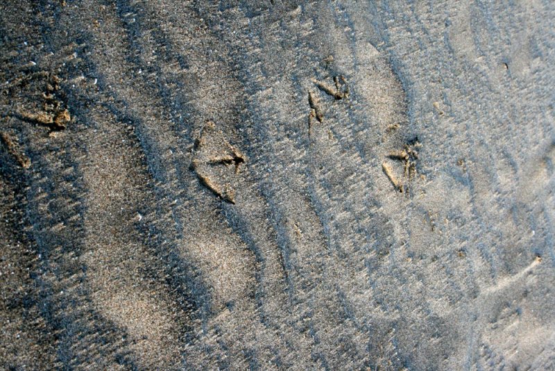 In the Sand