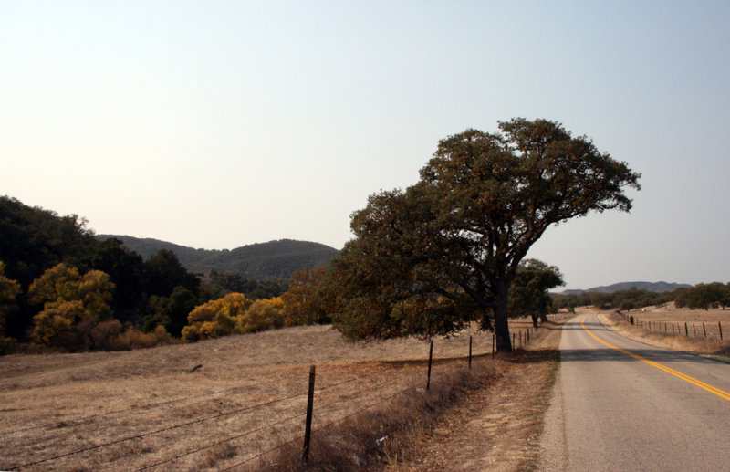 Vineyards in Paso Robles