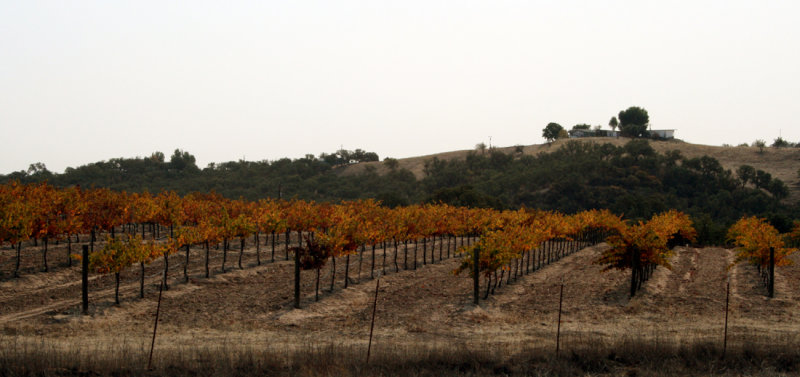 Vineyards in Paso Robles