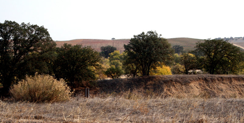 Vineyards in Paso Robles