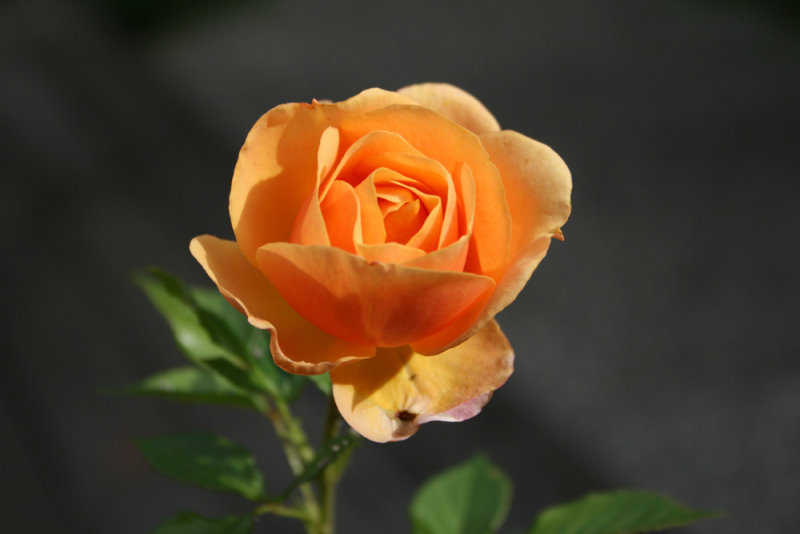 From the Backyard