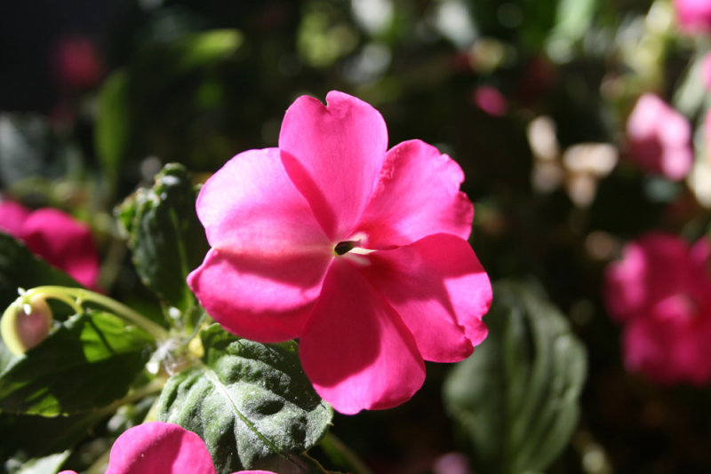 From the Backyard