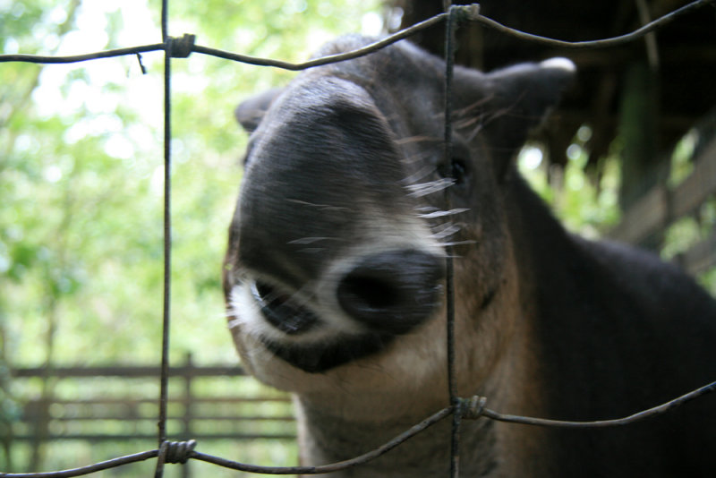 Tapir