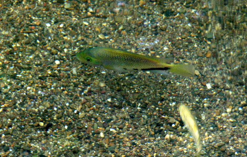 Tillapia, a local favorite