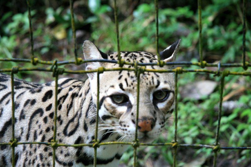 Ocelot