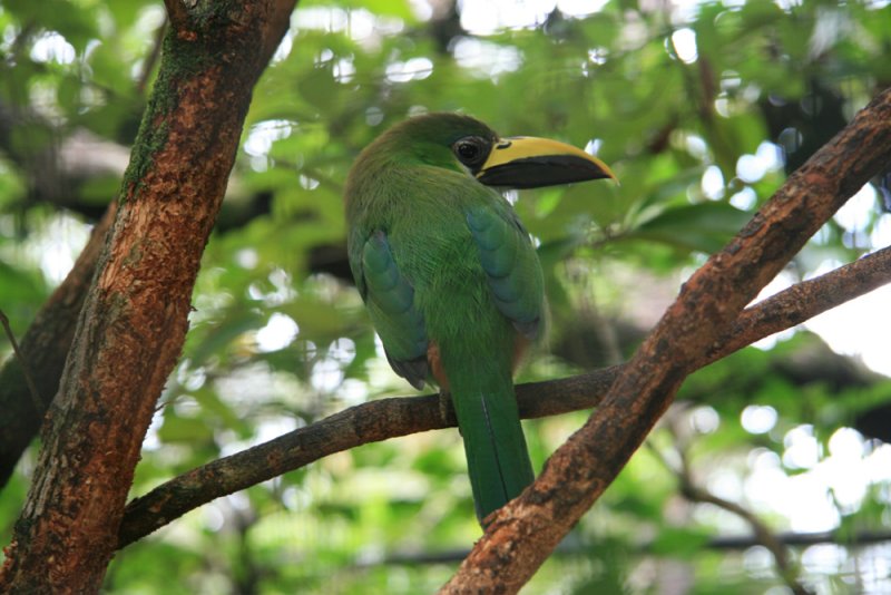 Emerald Toucanet
