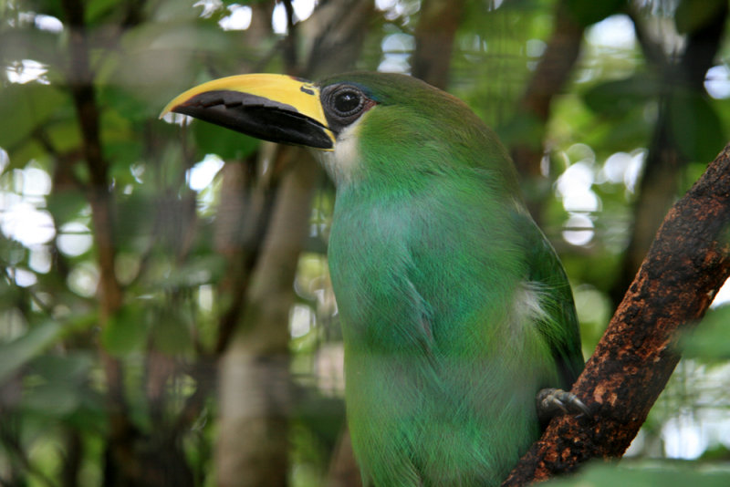 Emerald Toucanet
