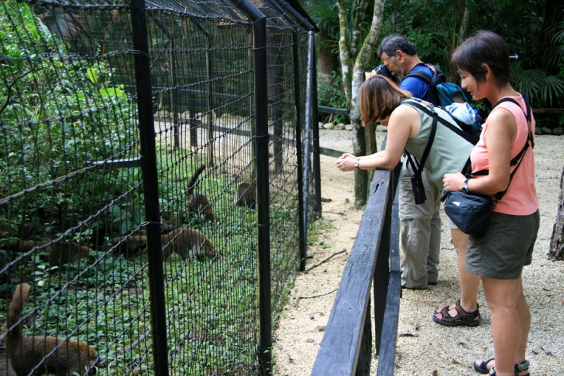 Coati