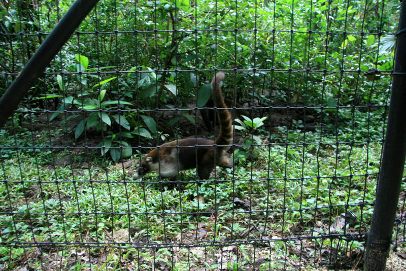 Coati