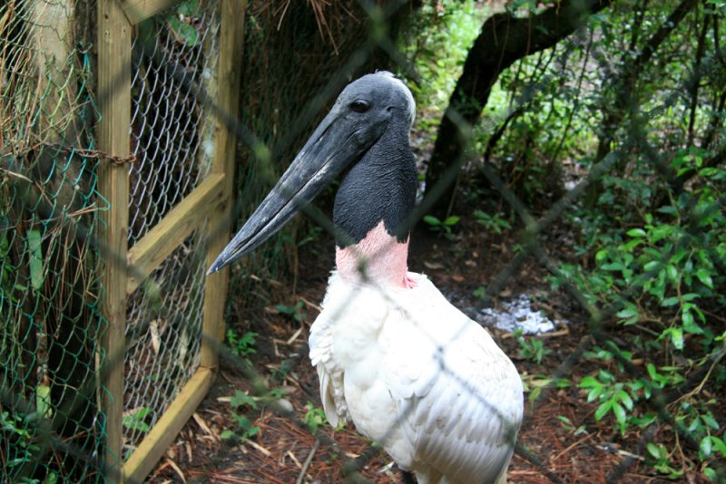 Illusive Jabiru
