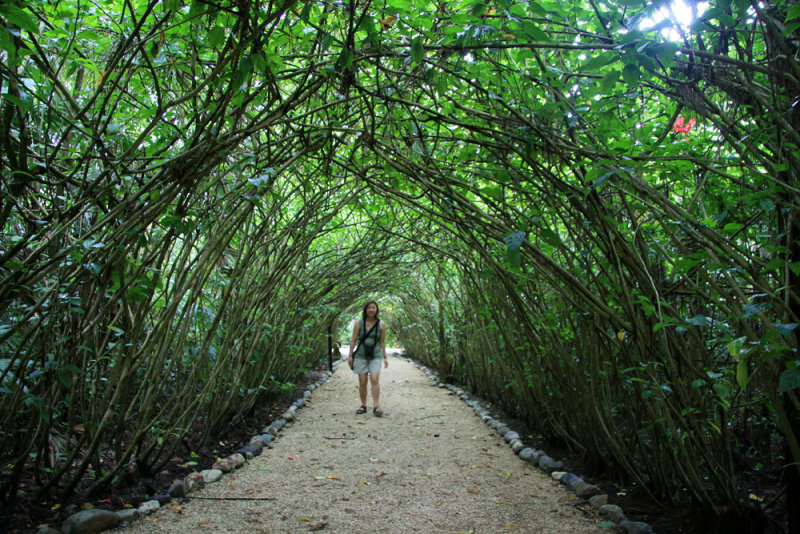 Tunnel of trees