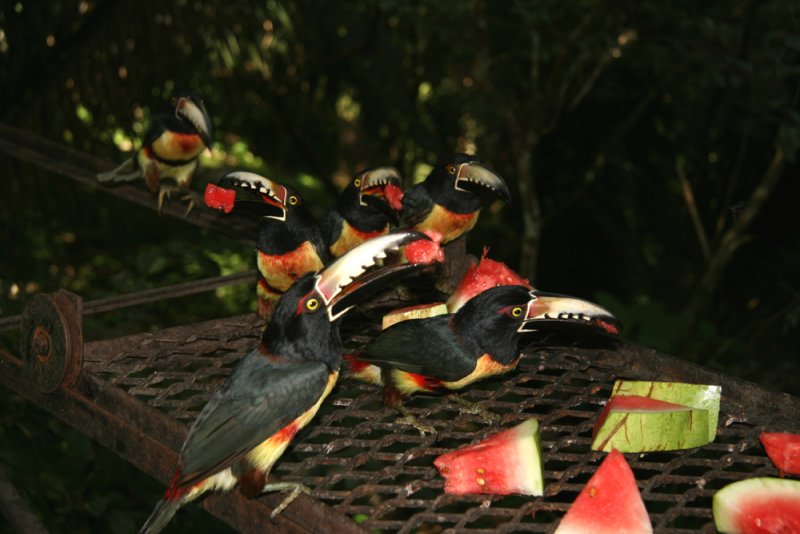 Collared Aracari