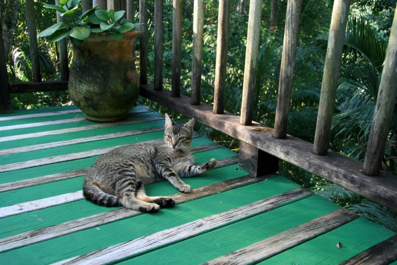 Local cat lives at the lodge