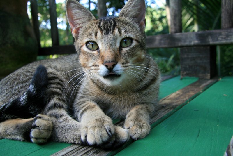 Very friendly cat