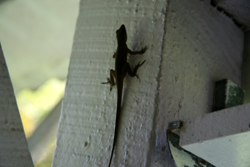 Gecko
