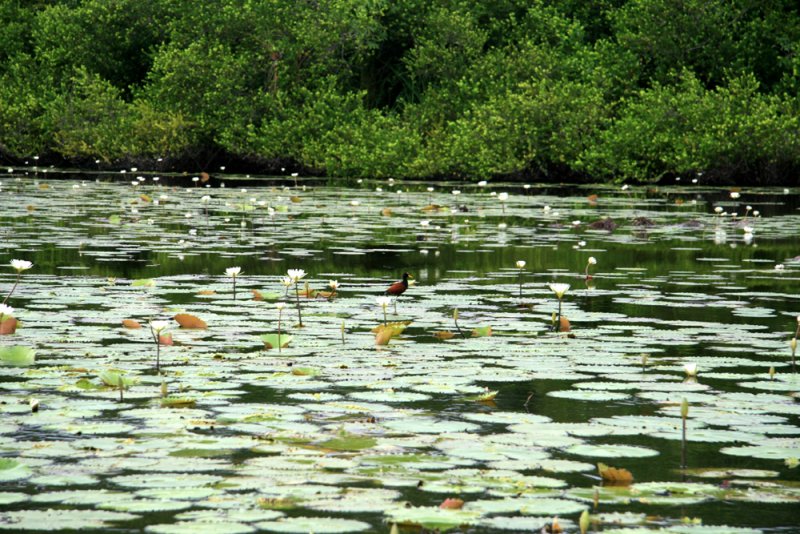 Northern Jacana