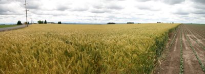 Oregon Wheat Field
