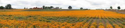 Oregon Poppy Field