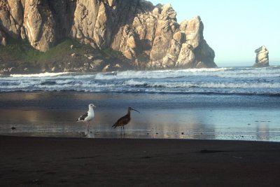 Western Gull/Long-billed Curlew