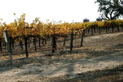 Vineyards in Paso Robles