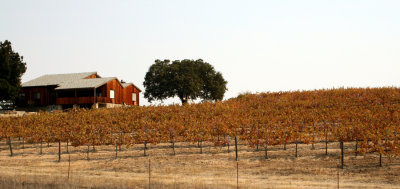 Vineyards in Paso Robles