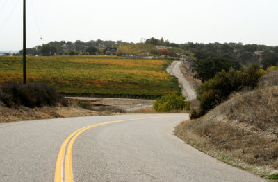 Vineyards in Paso Robles