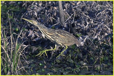 American Bittern is amazingly in open view for all to see