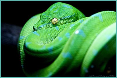 Green Tree Python