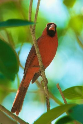 The Cardinal of the Keys