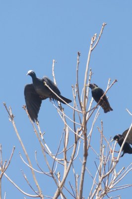 White Crowned Pigeon Key Largo Anglers Club