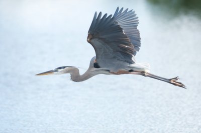 frozen in flight