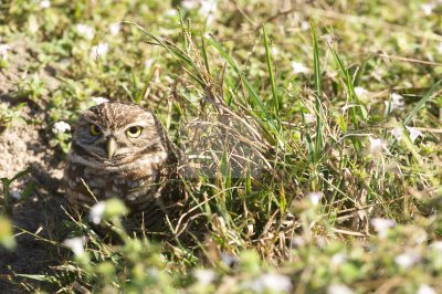 Burrowing Owl  29994.jpg