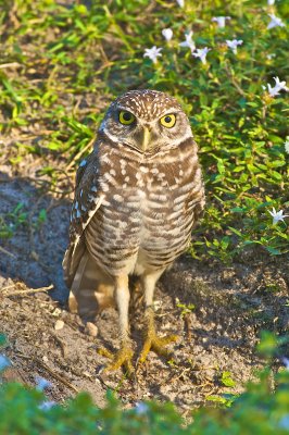 Burrowing Owl  30006.jpg