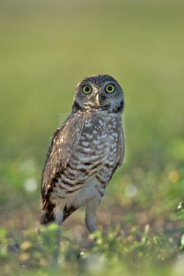 Burrowing Owl  30024.jpg